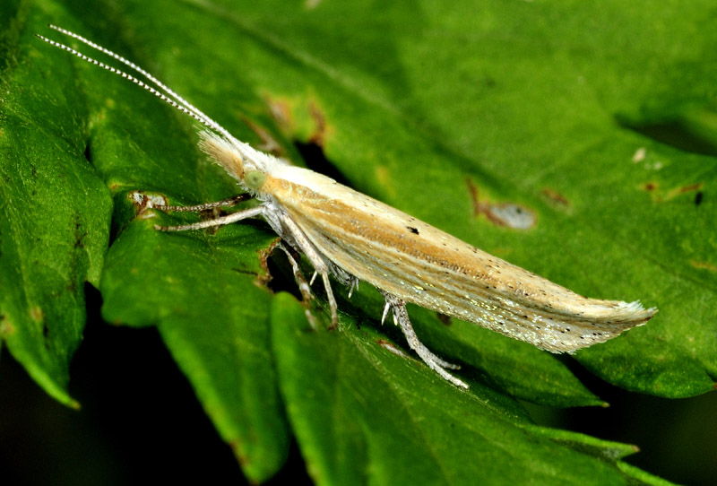 2 Ypsolophidae - Ypsolopha nemorella